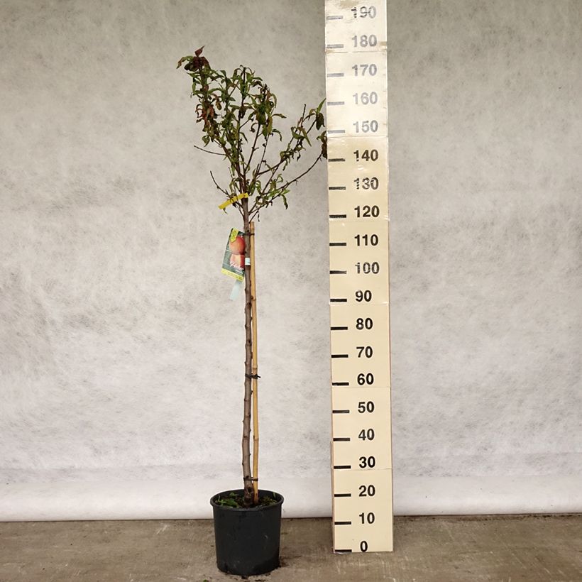 Pesco Michelini Vaso da 7,5L/10L, Vasetto esemplare consegnato in primavera