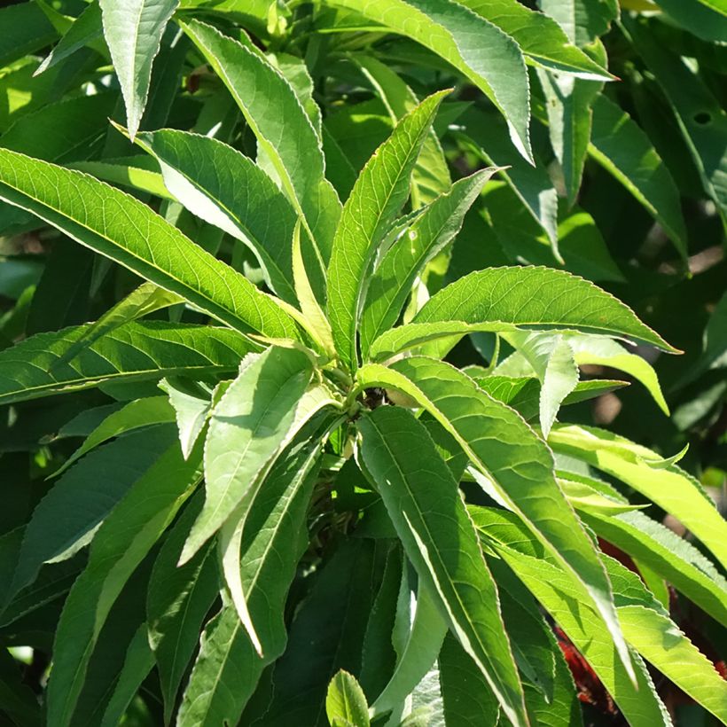 Pesco Bonanza (Fogliame)