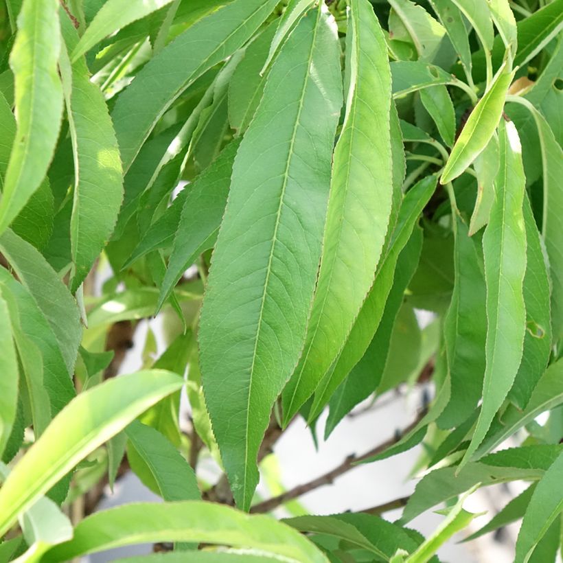 Pesco Diamond Zaipevi (Fogliame)