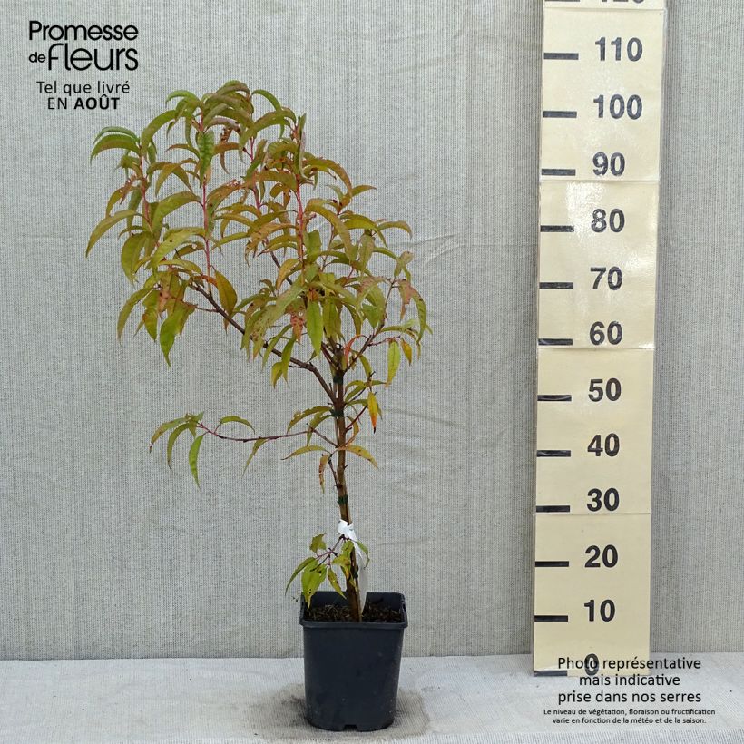 Esemplare di Pesco Fruit Me Peach Me Red Vaso da 4L/5L, Nano consegnato in estate