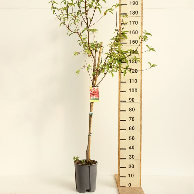 Pesco Platicarpa bianca Vaso da 7,5L/10L, Vaso impalcato medio esemplare consegnato in primavera