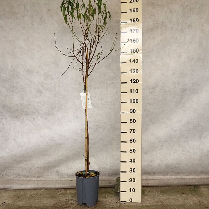 Esemplare di Pesco Platicarpa bianca Vaso da 7,5L/10L, Vaso impalcato medio come consegnato in autunno