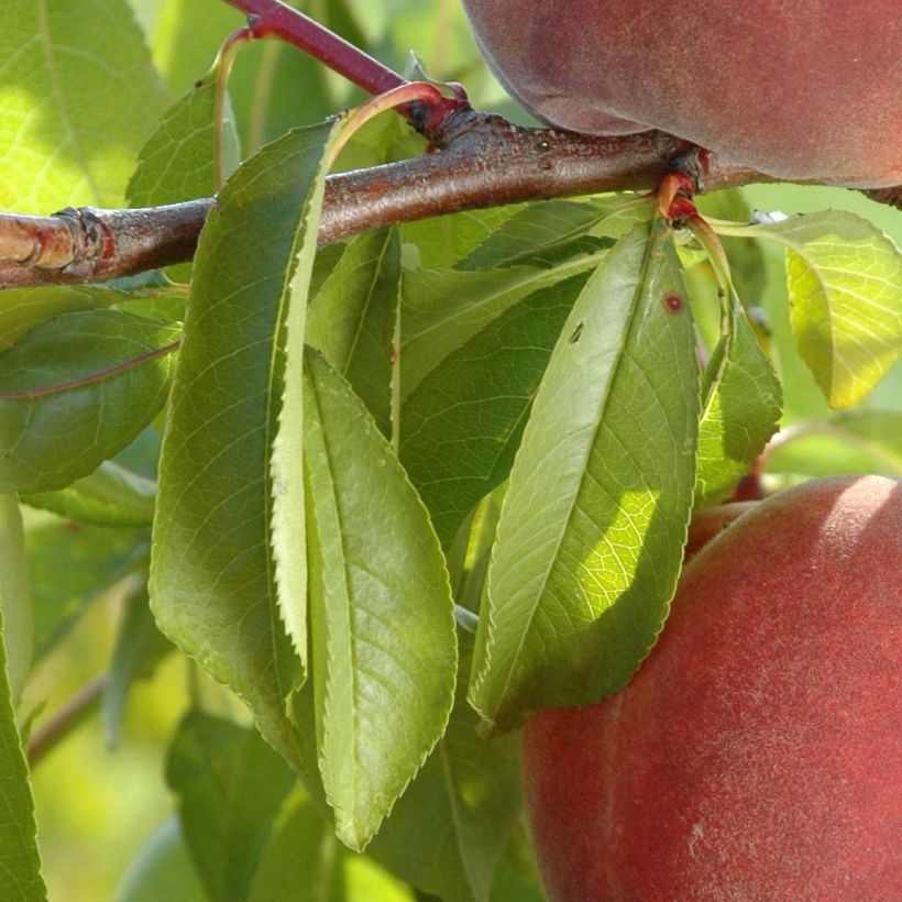 Pesco Lacrima (Fogliame)