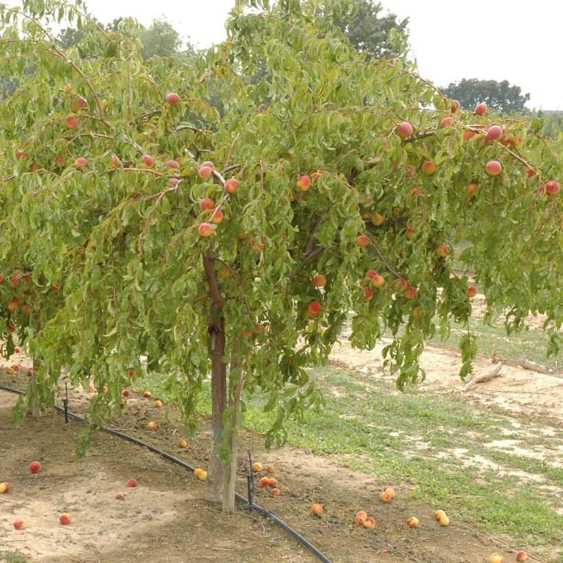 Pesco Lacrima (Porto)