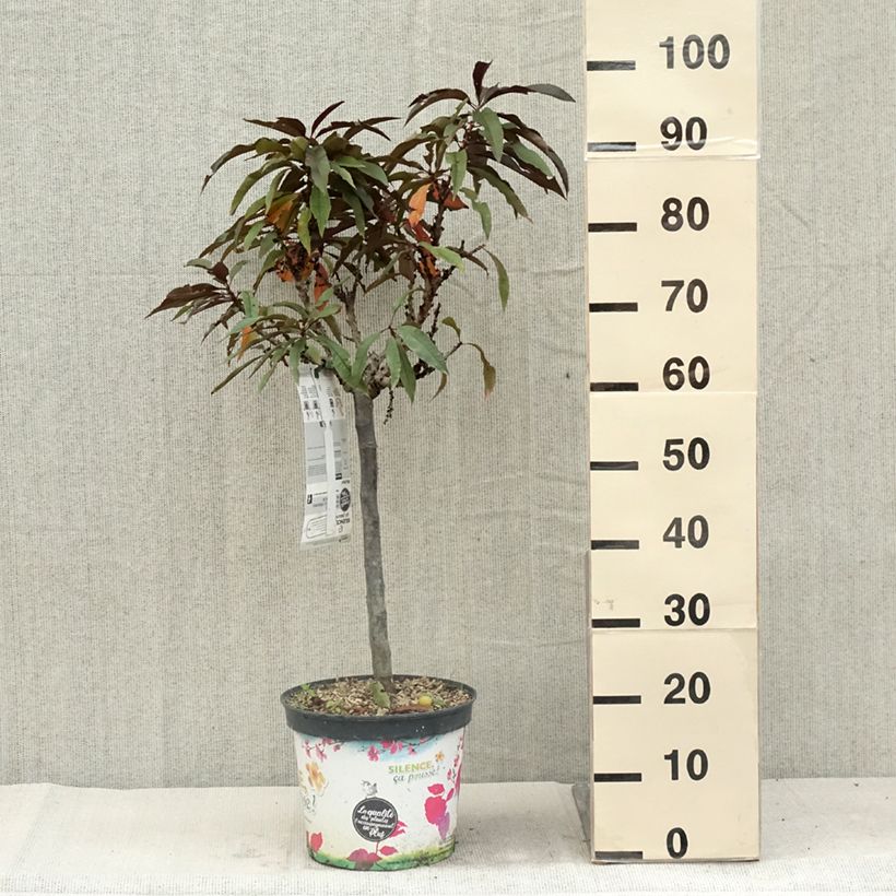 Esemplare di Pesco Crimson 'Bonfire' Vaso da 6L/7L, Nano consegnato in estate