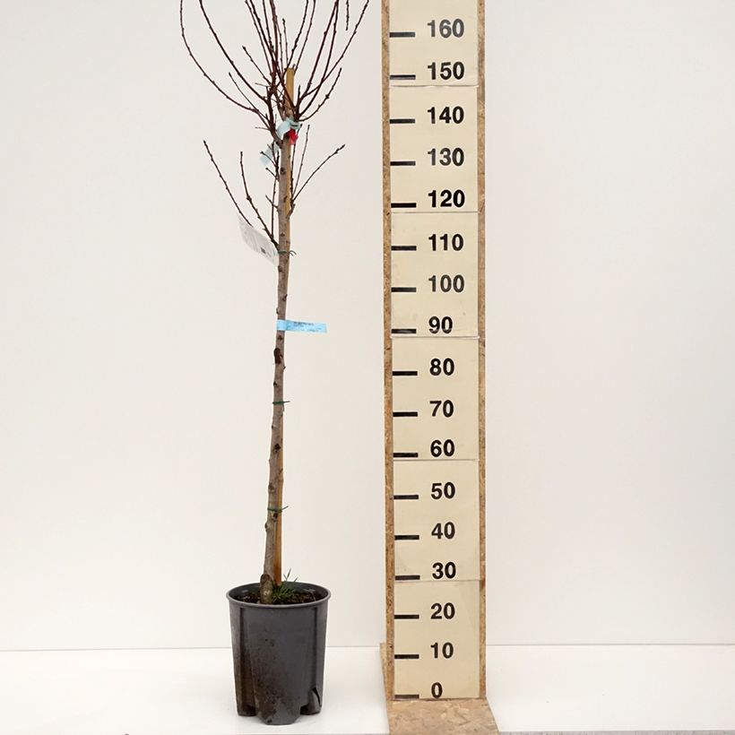 Pesco Sanguine Vaso da 7,5L/10L, Vaso impalcato medioAltezza consegnata circa 200/220cm esemplare consegnato in inverno