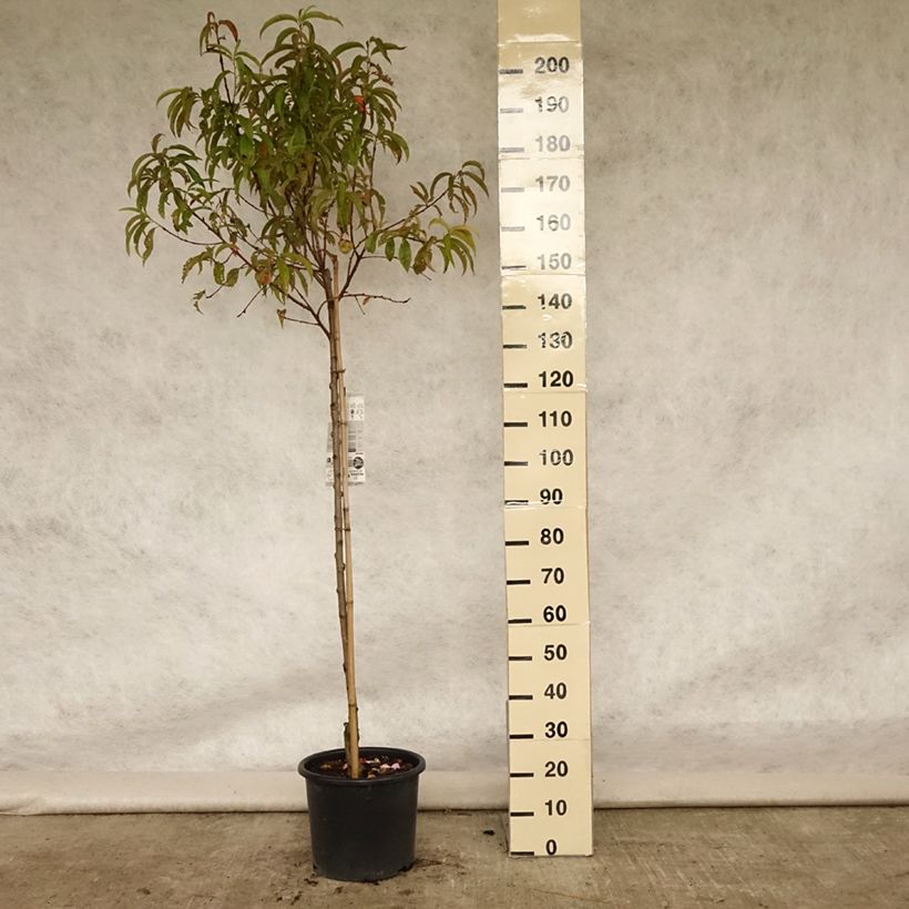 Esemplare di Pesco Redhaven Vaso da 7,5L/10L, Vaso impalcato medio consegnato in estate