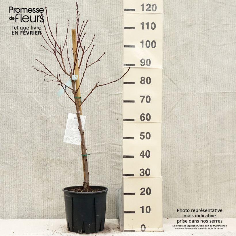 Pesco Regina dei Frutteti Vaso da 7,5L/10L, Vasetto esemplare consegnato in inverno