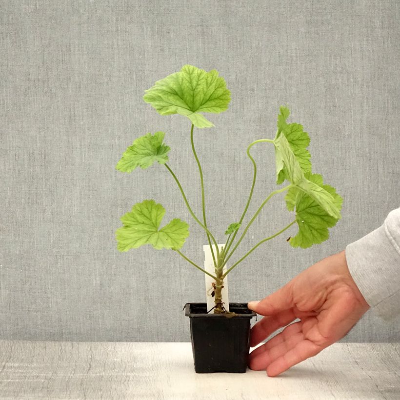 Esemplare di Pelargonium album - Pelargonio Vasetto da 8/9 cm consegnato in estate