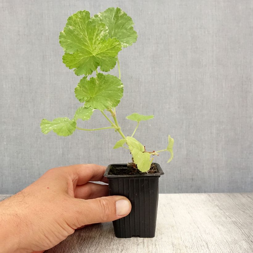 Esemplare di Pelargonium Atomic Snowflake Vasetto da 7/8 cm consegnato in estate