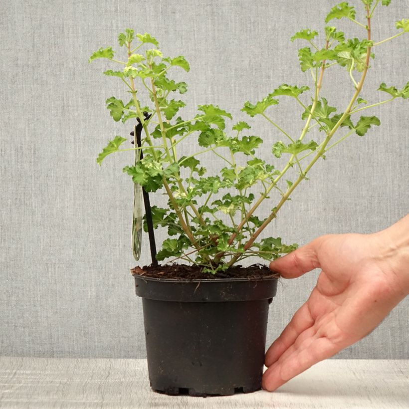 Esemplare di Pelargonium crispum Peach Cream Vaso da 1,5L/2L consegnato in estate