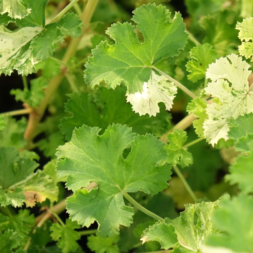 Pelargonium crispum Peach Cream (Fogliame)