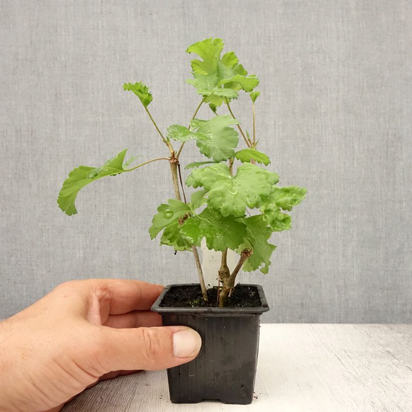 Esemplare di Pelargonium gibbosum Vasetto da 7/8 cm consegnato in estate