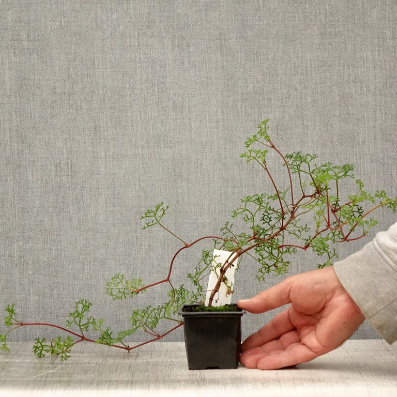 Esemplare di Pelargonium fruticosum Vasetto da 8/9 cm consegnato in estate