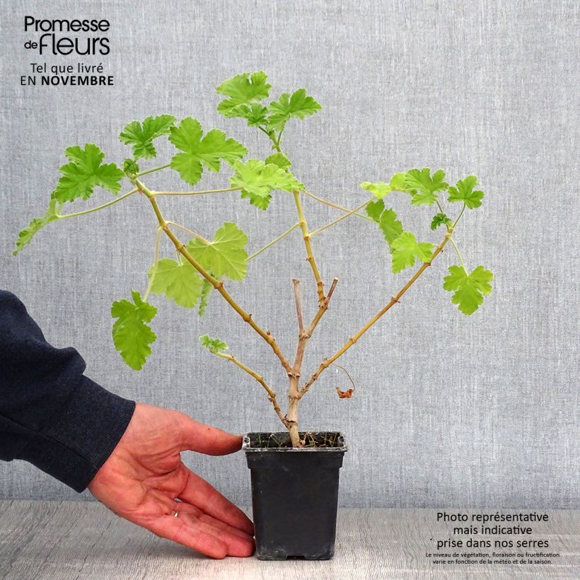 Esemplare di Pelargonium Attar of Roses Vasetto da 7/8 cm come consegnato in autunno