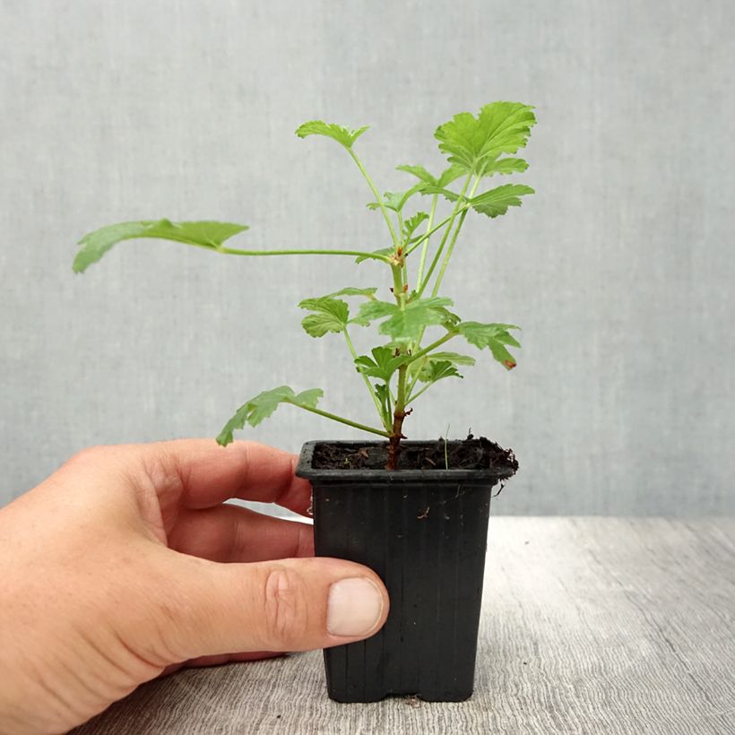 Esemplare di Pelargonium Paton's Unique - Geranion odoroso Vasetto da 7/8 cm consegnato in estate