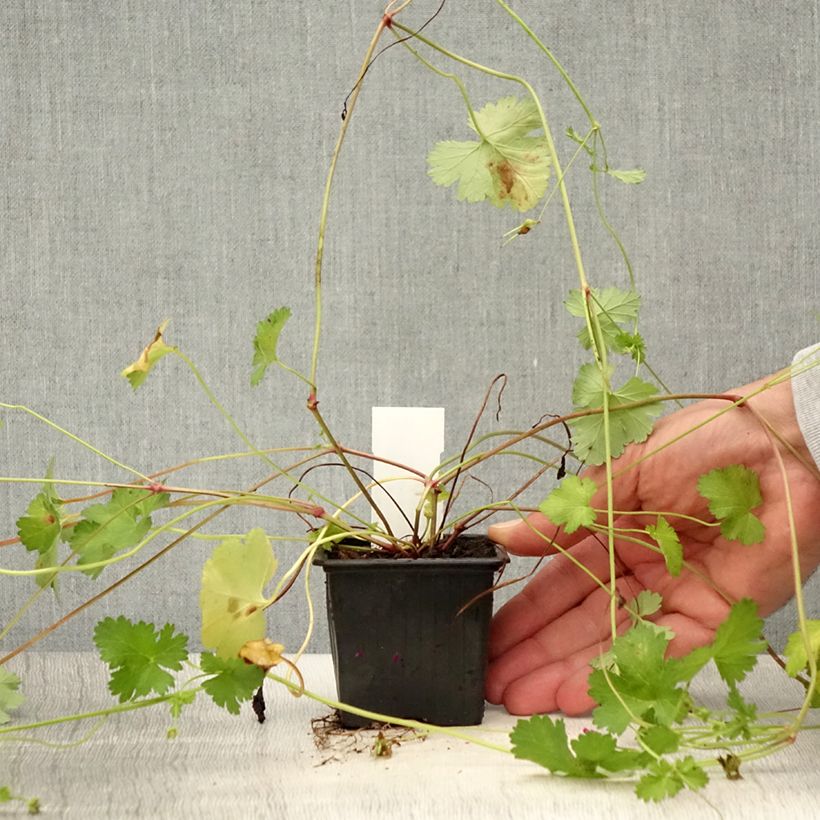 Esemplare di Pelargonium grossularioides Vasetto da 8/9 cm consegnato in estate