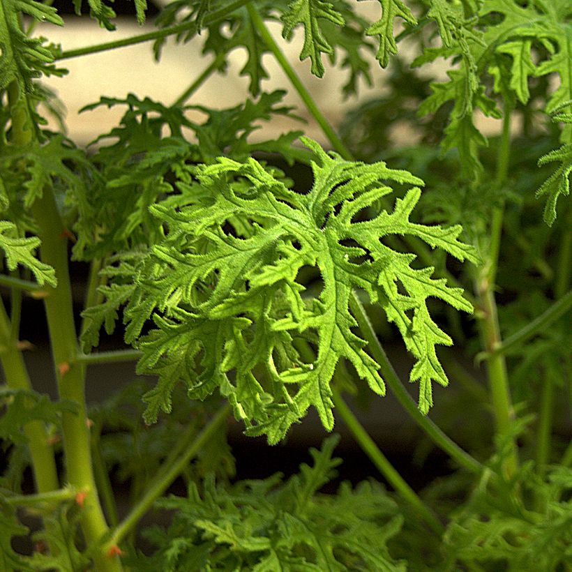 Pelargonium Candy Dancer (Fogliame)