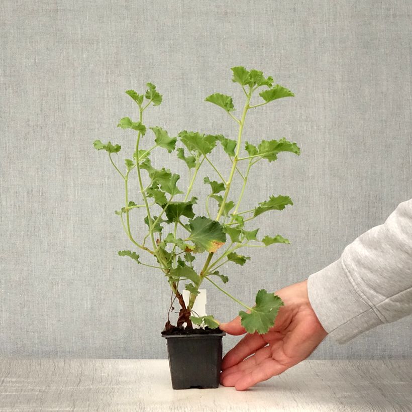 Esemplare di Pelargonium Cola Bottles - Geranio odoroso Vasetto da 8/9 cm consegnato in estate