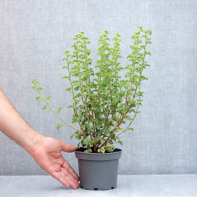 Esemplare di Pelargonium crispum Minor Vaso da 1,5L/2L consegnato in estate