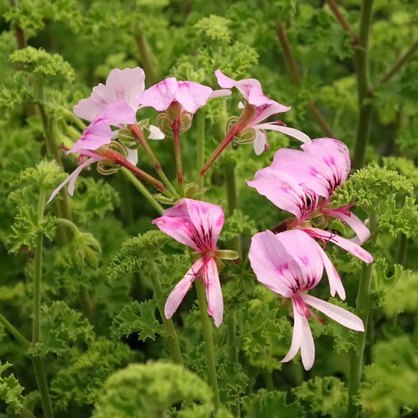 Pelargonium crispum Minor (Fioritura)