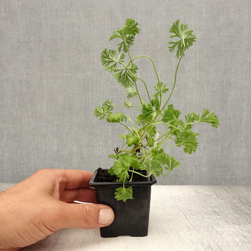 Esemplare di Pelargonium Deerwood Lavender - Geranio odoroso Vasetto da 8/9 cm consegnato in estate