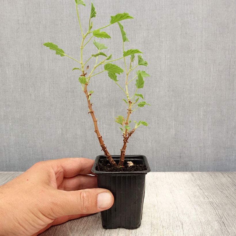 Esemplare di Pelargonium Lemon fancy - Geranio odoroso Vasetto da 7/8 cm consegnato in estate