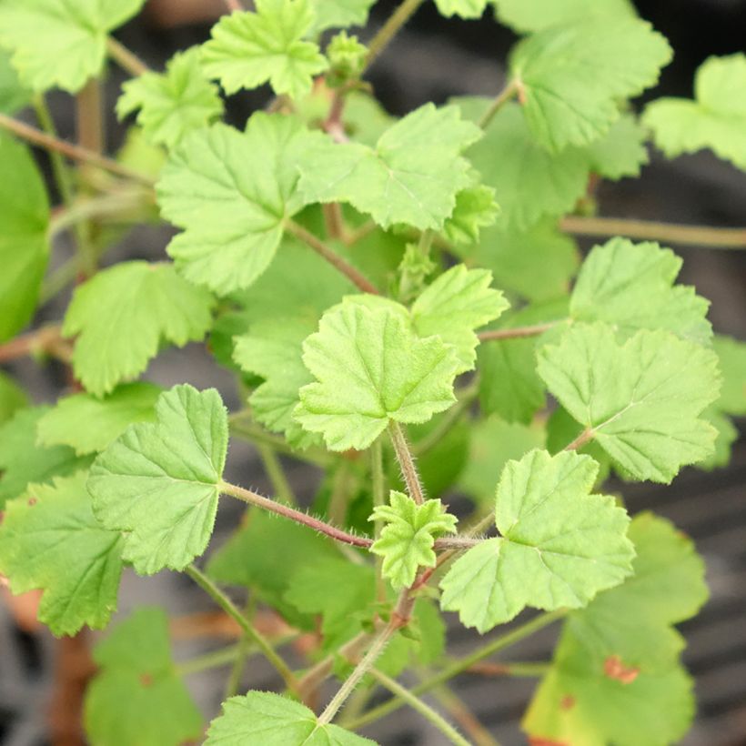 Pelargonium capitatum Pink Capricorn (Fogliame)
