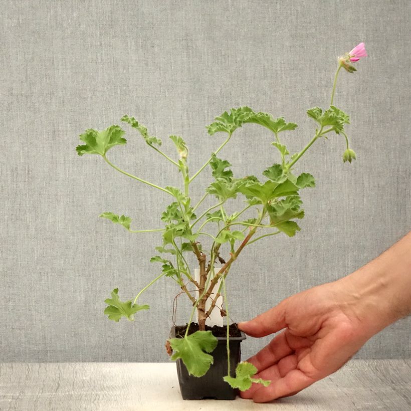Esemplare di Pelargonium capitatum Pink Capricorn Vasetto da 8/9 cm consegnato in estate