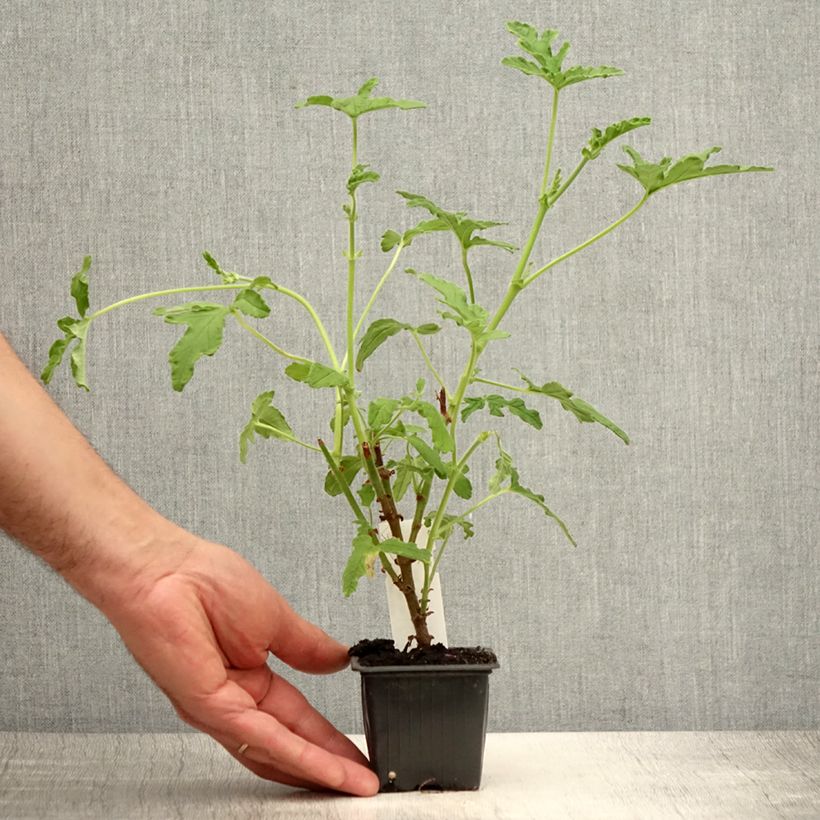 Esemplare di Pelargonium graveolens Robert's Lemon Rose - Pelargonio odoroso Vasetto da 8/9 cm consegnato in estate