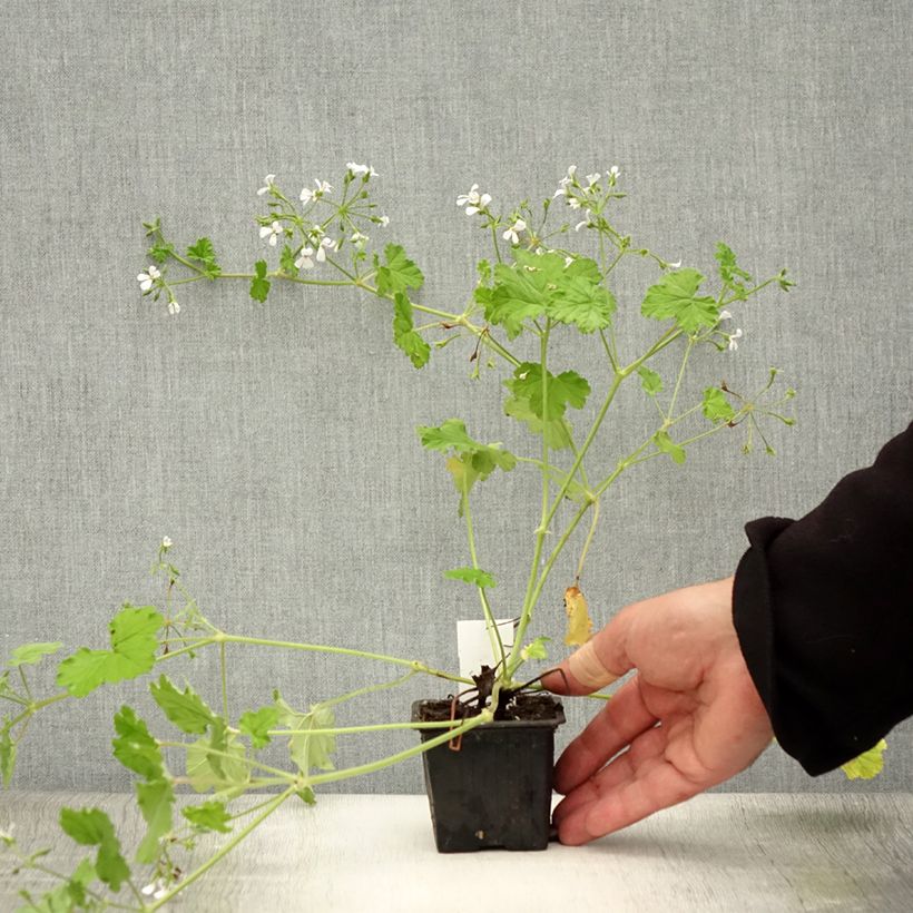 Esemplare di Pelargonium odoratissimum - Pelargo odoroso Vasetto da 8/9 cm consegnato in estate