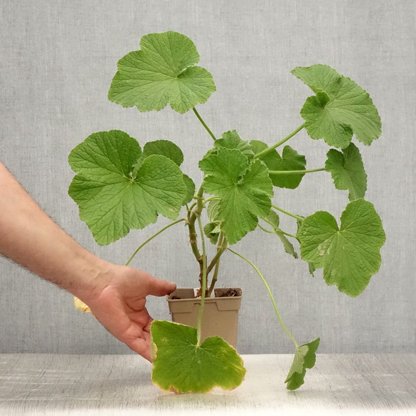 Esemplare di Pelargonium papilionaceum - Géranium botanique parfum citron - Pot de 1L/1,5L consegnato in estate