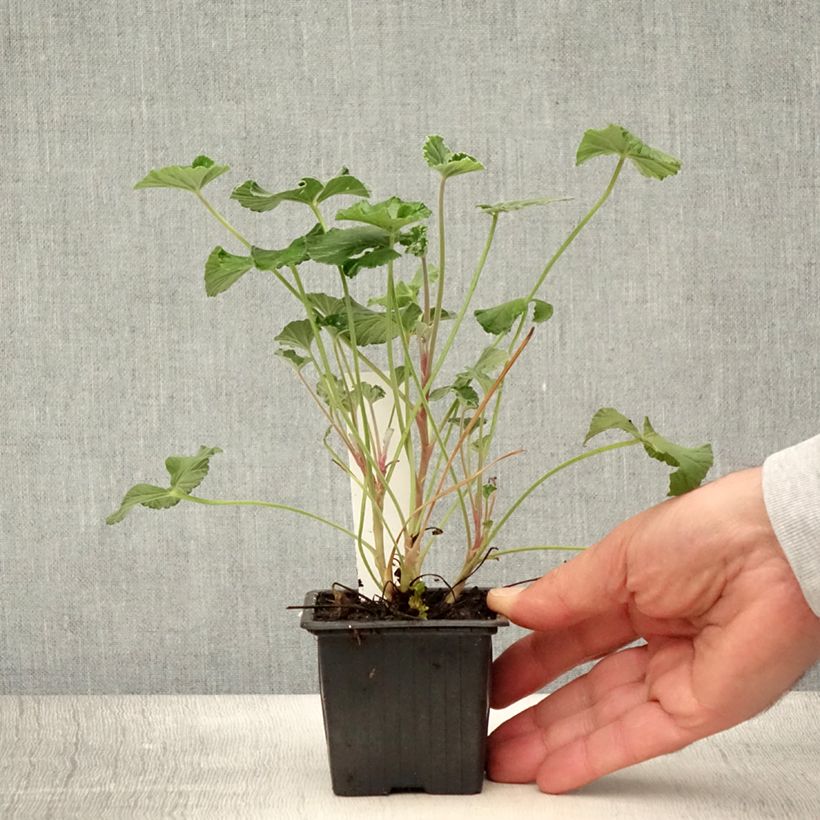 Esemplare di Pelargonium reniforme sidoides Vasetto da 8/9 cm consegnato in estate