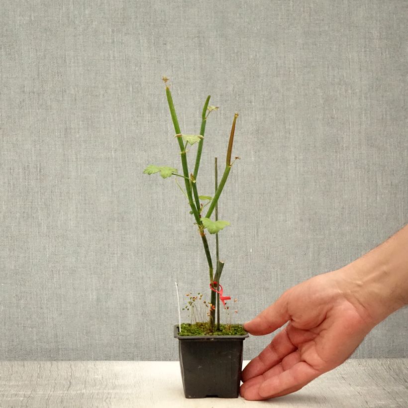Esemplare di Pelargonium tetragonum Vasetto da 8/9 cm consegnato in estate