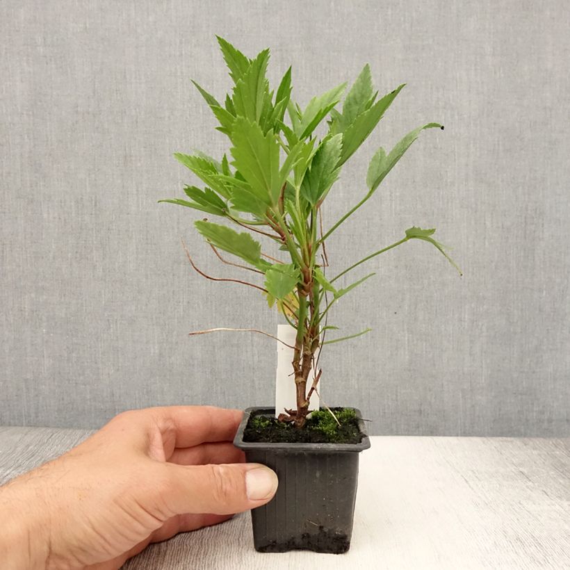 Esemplare di Pelargonium tricuspidatum Vasetto da 8/9 cm consegnato in estate