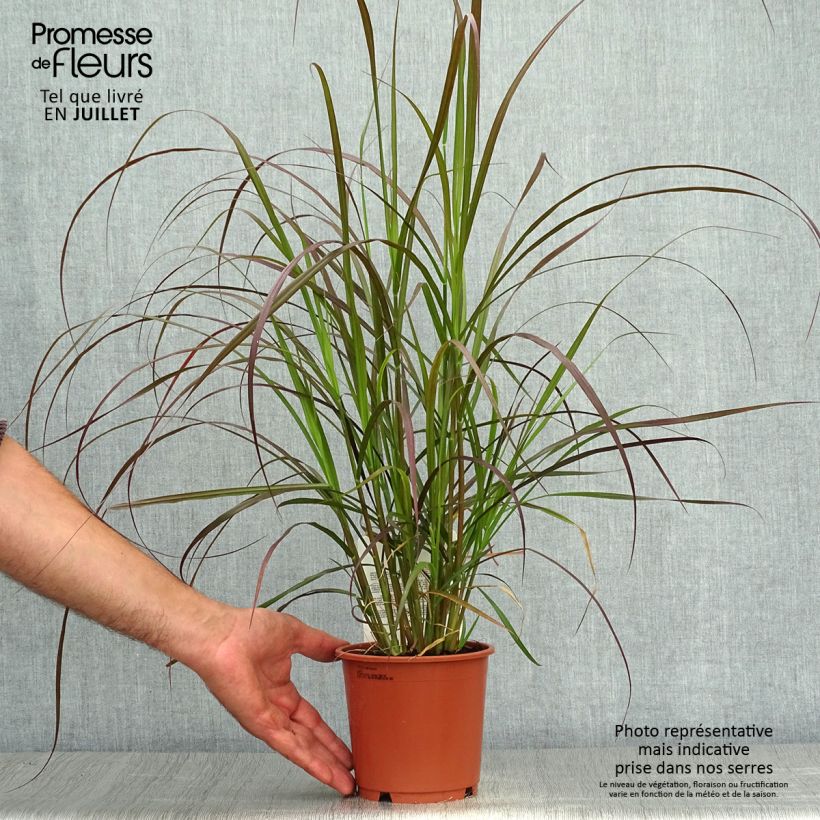Esemplare di Pennisetum advena Rubrum Vaso da 1L/1,5L consegnato in estate