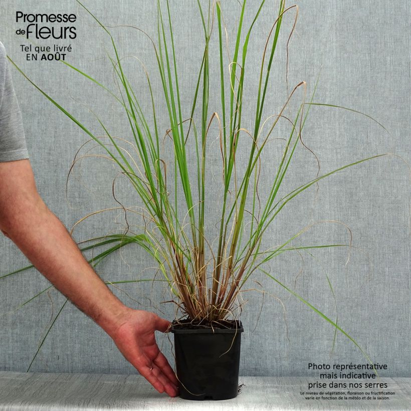 Esemplare di Pennisetum alopecuroïdes Black Beauty Vaso da 2L/3L consegnato in estate