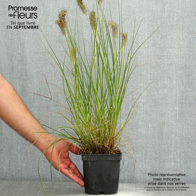 Esemplare di Pennisetum alopecuroïdes Gelbstiel Vaso da 2L/3L consegnato in estate