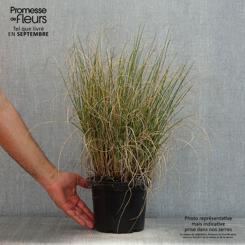 Esemplare di Pennisetum alopecuroïdes Hameln Vaso da 3L/4L consegnato in estate