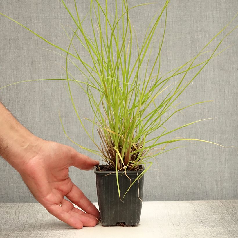 Esemplare di Pennisetum alopecuroïdes Hameln Gold Vasetto da 8/9 cm consegnato in estate