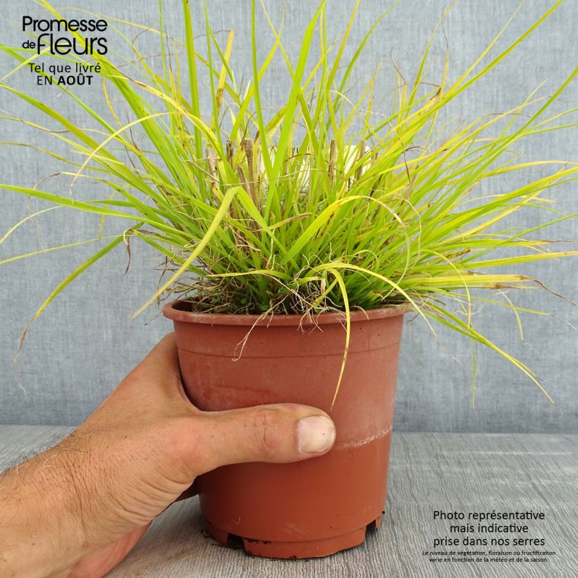 Esemplare di Pennisetum alopecuroïdes Hameln Gold Vaso da 1L/1,5L consegnato in estate