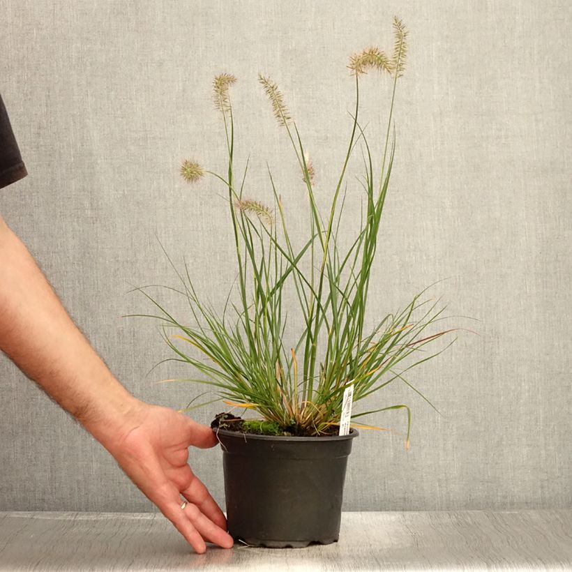 Esemplare di Pennisetum alopecuroïdes Hameln Vaso da 2L/3L consegnato in estate