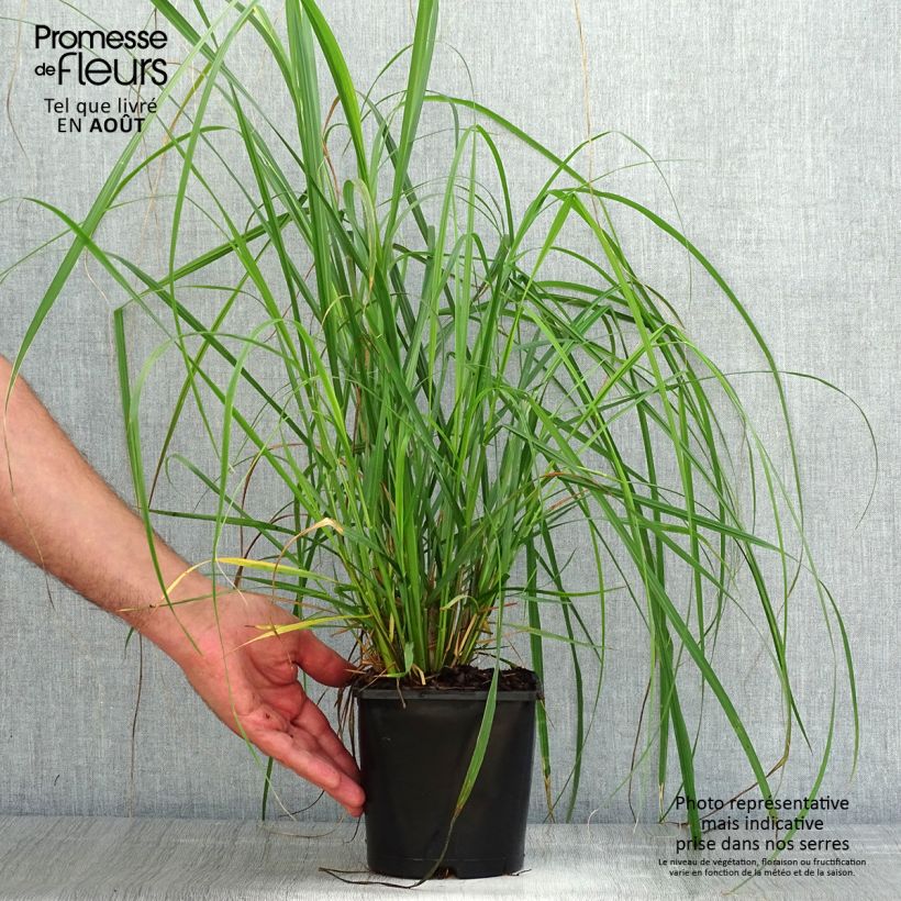 Esemplare di Pennisetum alopecuroïdes Japonicum Vaso da 2L/3L consegnato in estate