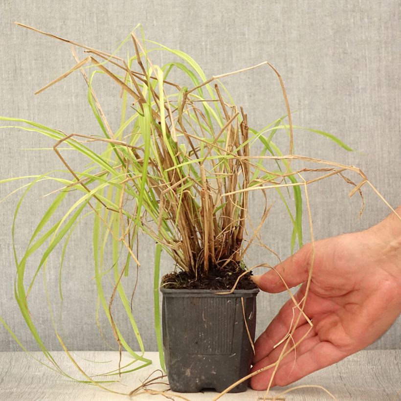 Esemplare di Pennisetum alopecuroïdes Lepage Gold Vasetto da 8/9 cm consegnato in estate