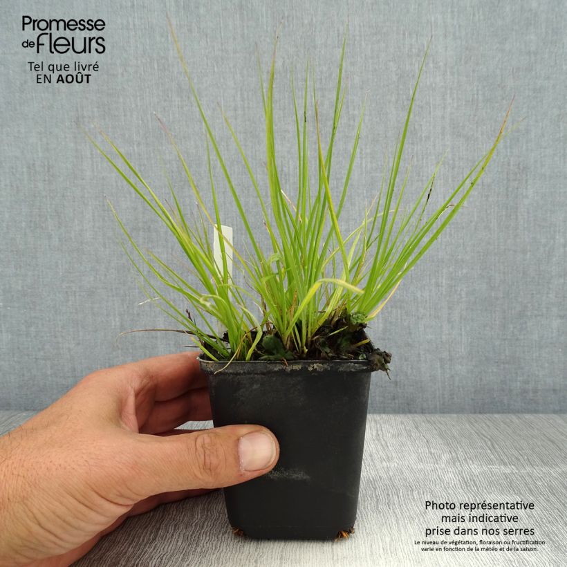 Esemplare di Pennisetum alopecuroides Lumen Gold Vasetto da 8/9 cm consegnato in estate