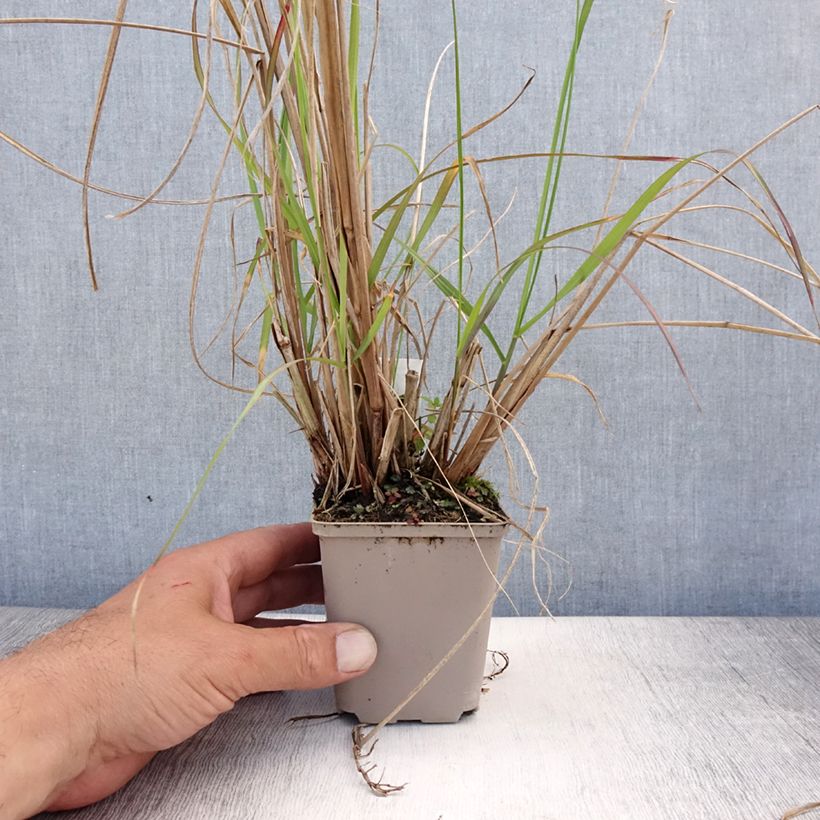 Esemplare di Pennisetum alopecuroïdes National Arboretum Vasetto da 8/9 cm consegnato in estate