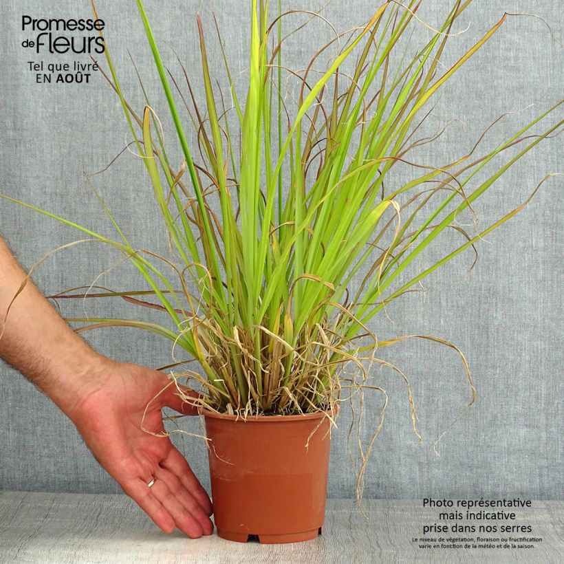 Esemplare di Pennisetum alopecuroïdes National Arboretum Vaso da 1L/1,5L consegnato in estate