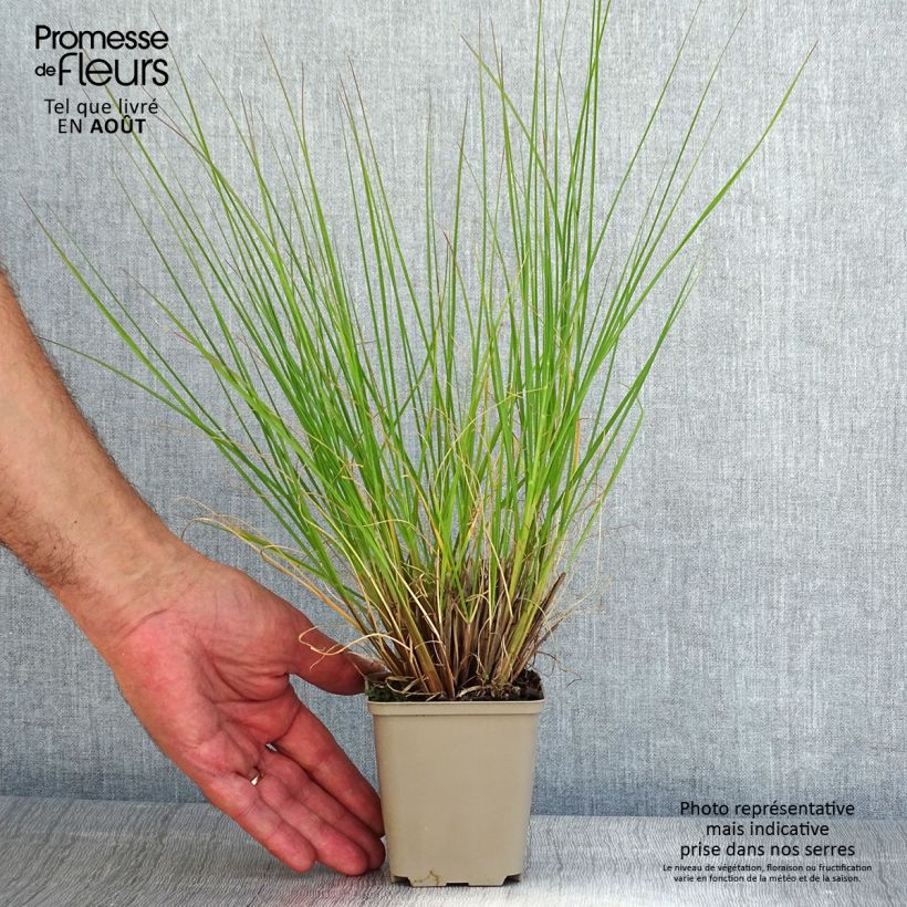Esemplare di Pennisetum alopecuroïdes Piglet Vasetto da 8/9 cm consegnato in estate