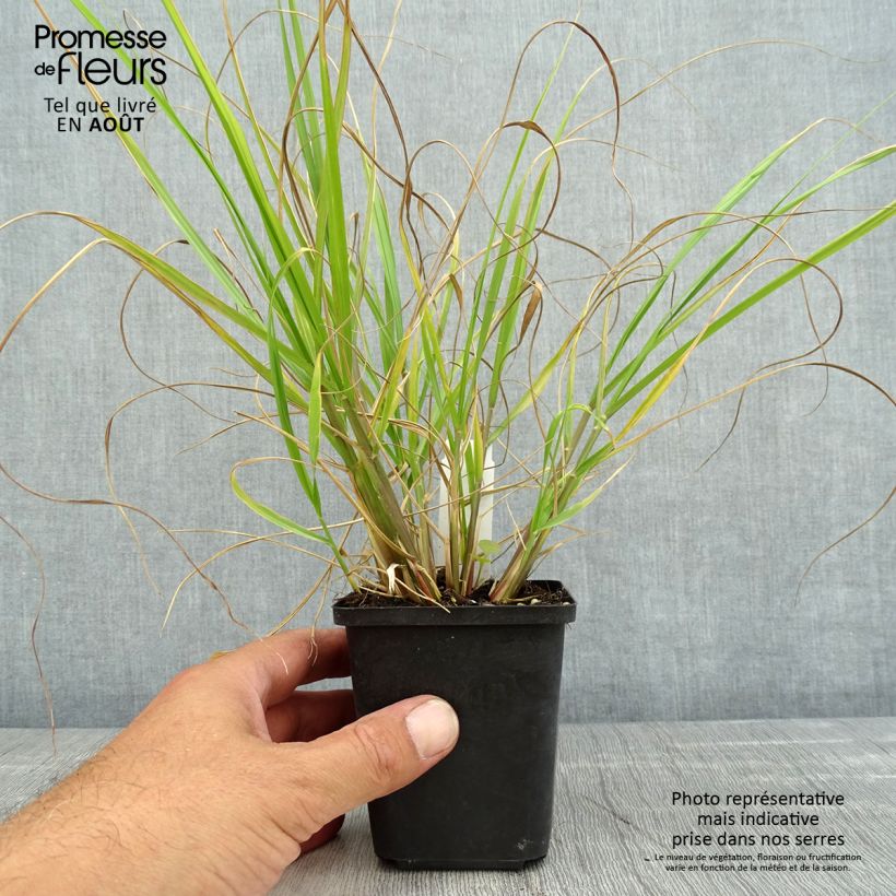 Esemplare di Pennisetum alopecuroïdes Red Head Vasetto da 8/9 cm consegnato in estate