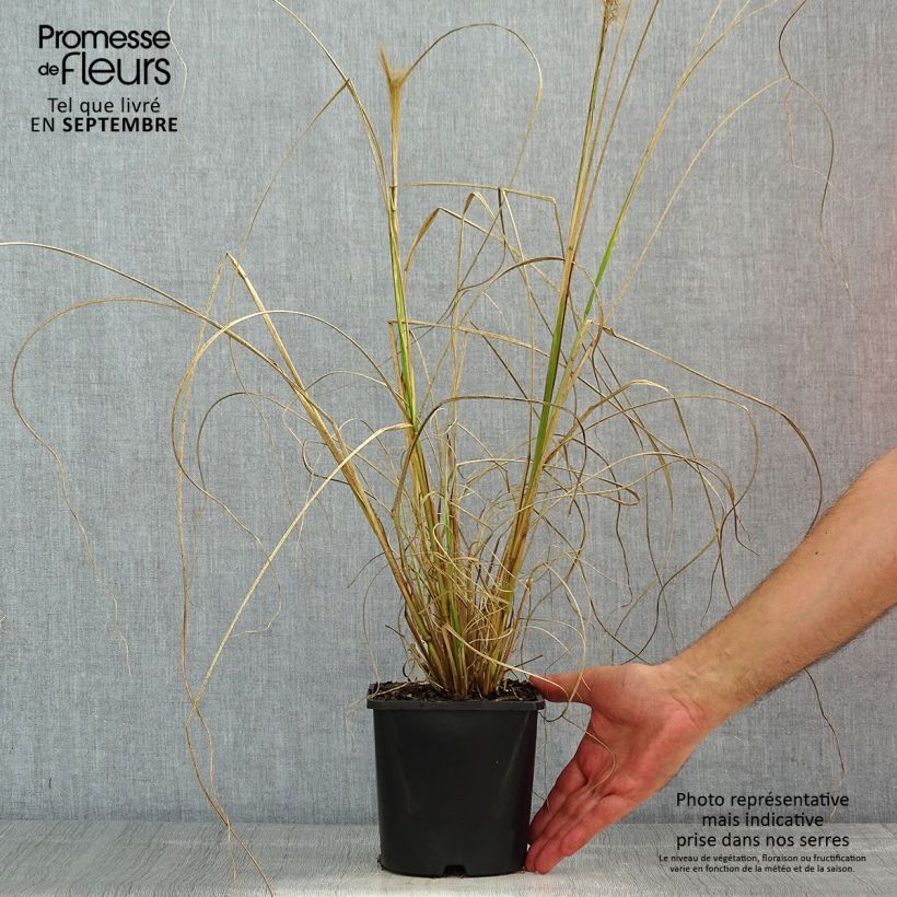 Esemplare di Pennisetum alopecuroïdes Red Head Vaso da 2L/3L consegnato in estate
